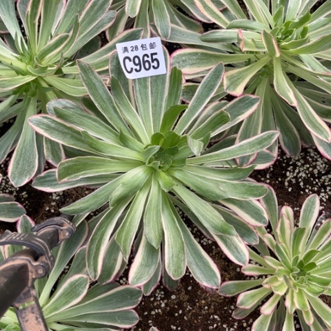 965V锦锦不包断枝