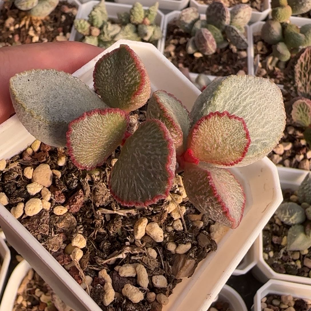 900号水泡多肉植物