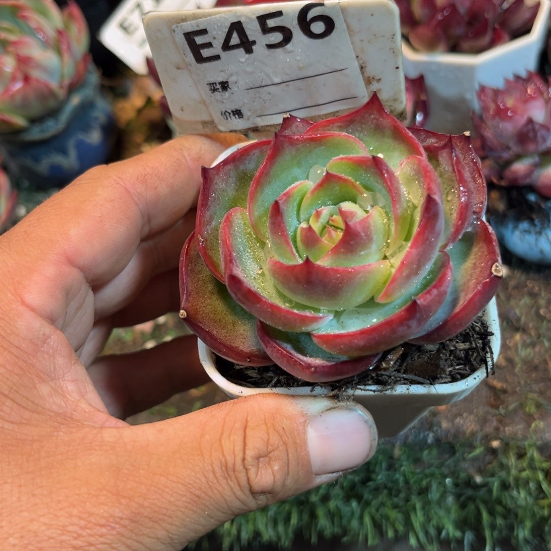 惊鸿一瞥456好多肉