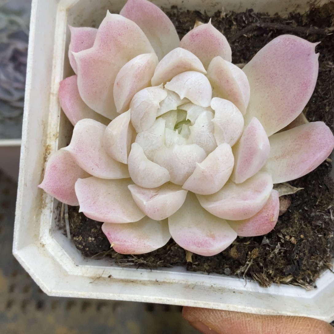 精品多肉物一拍不包整35