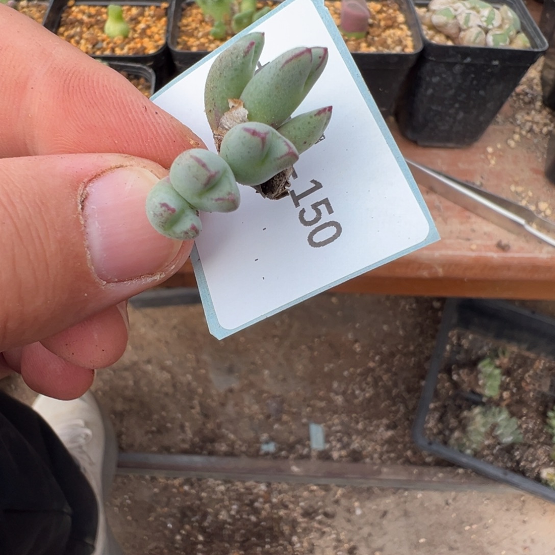 *****8-150肉锥多肉植物