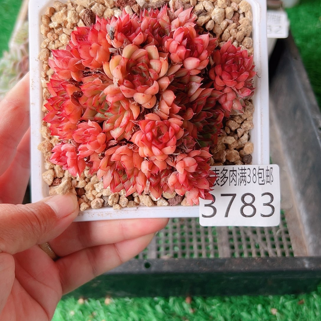 无花朵多肉一物一拍植物3783