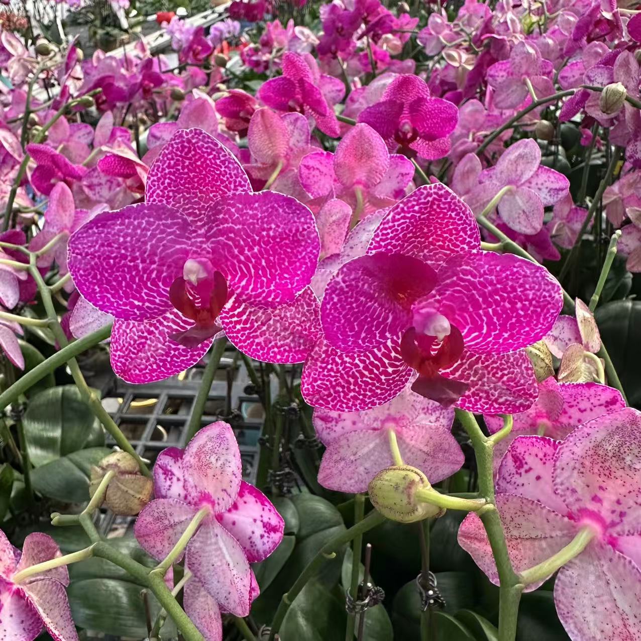 2.5寸 米罗太阳‘AL’-苗 有晒斑【有点摇晃】 原生趣味 蝴蝶兰