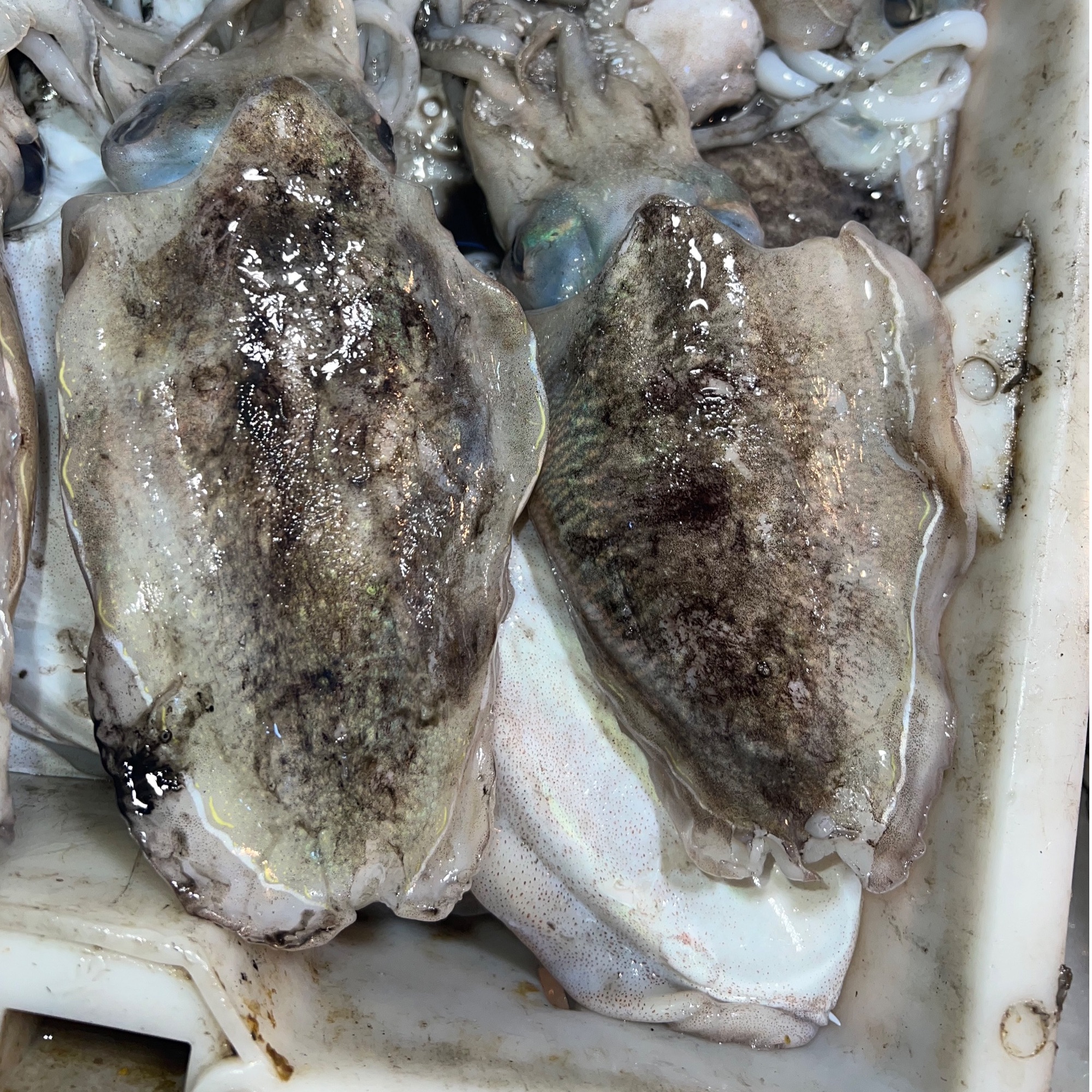 瑞安东山码头东海新鲜冰鲜墨鱼肉质肥厚本地发货