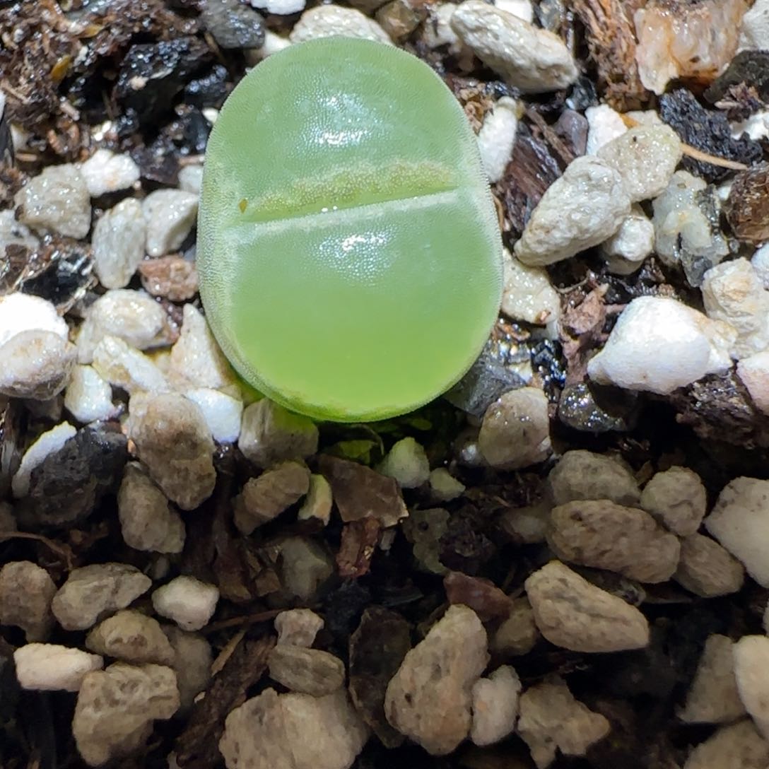 肉锥多肉植物百科5-绿焰有疤451