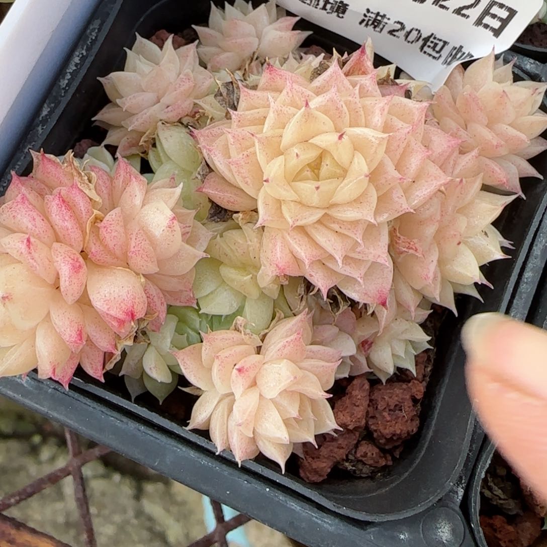 花语逸境0122-187