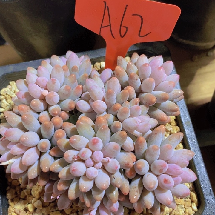 是吗不说话呀想听