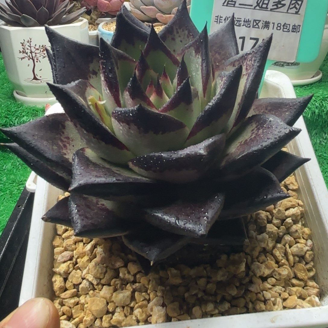 唐二姐多肉编号175