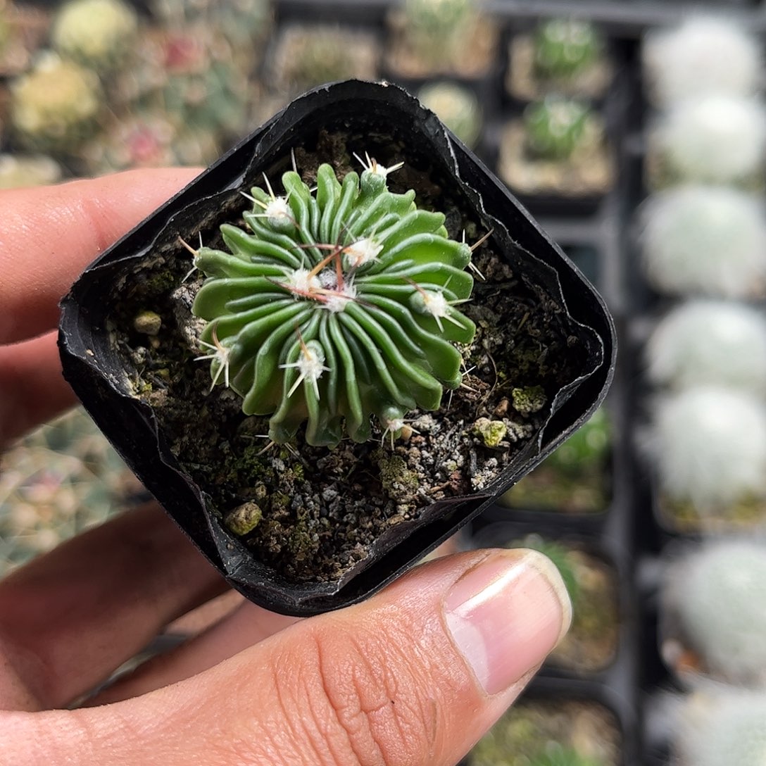 辛巴克单头发货单头发