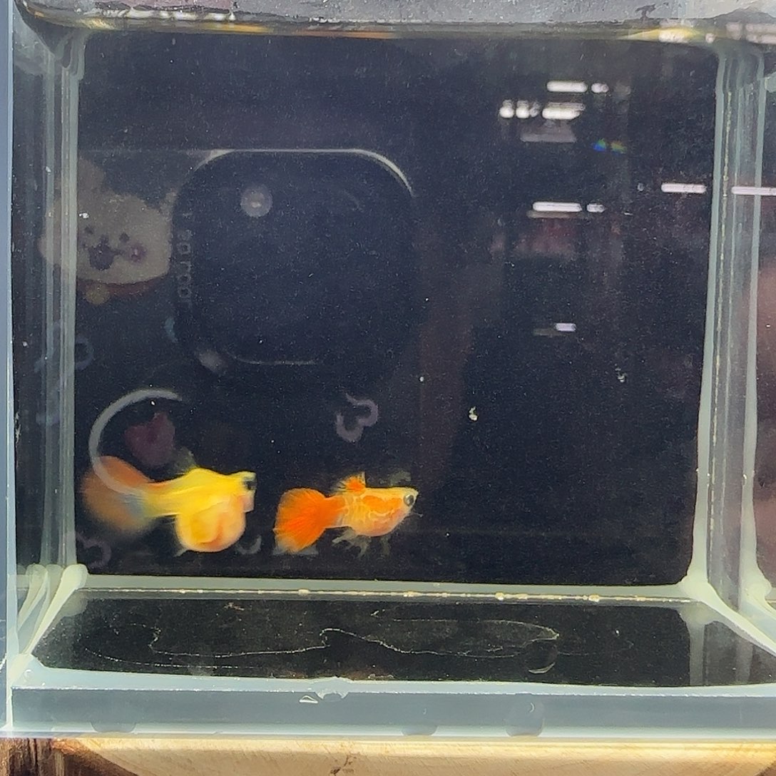 孔雀鱼银河球体一对11组