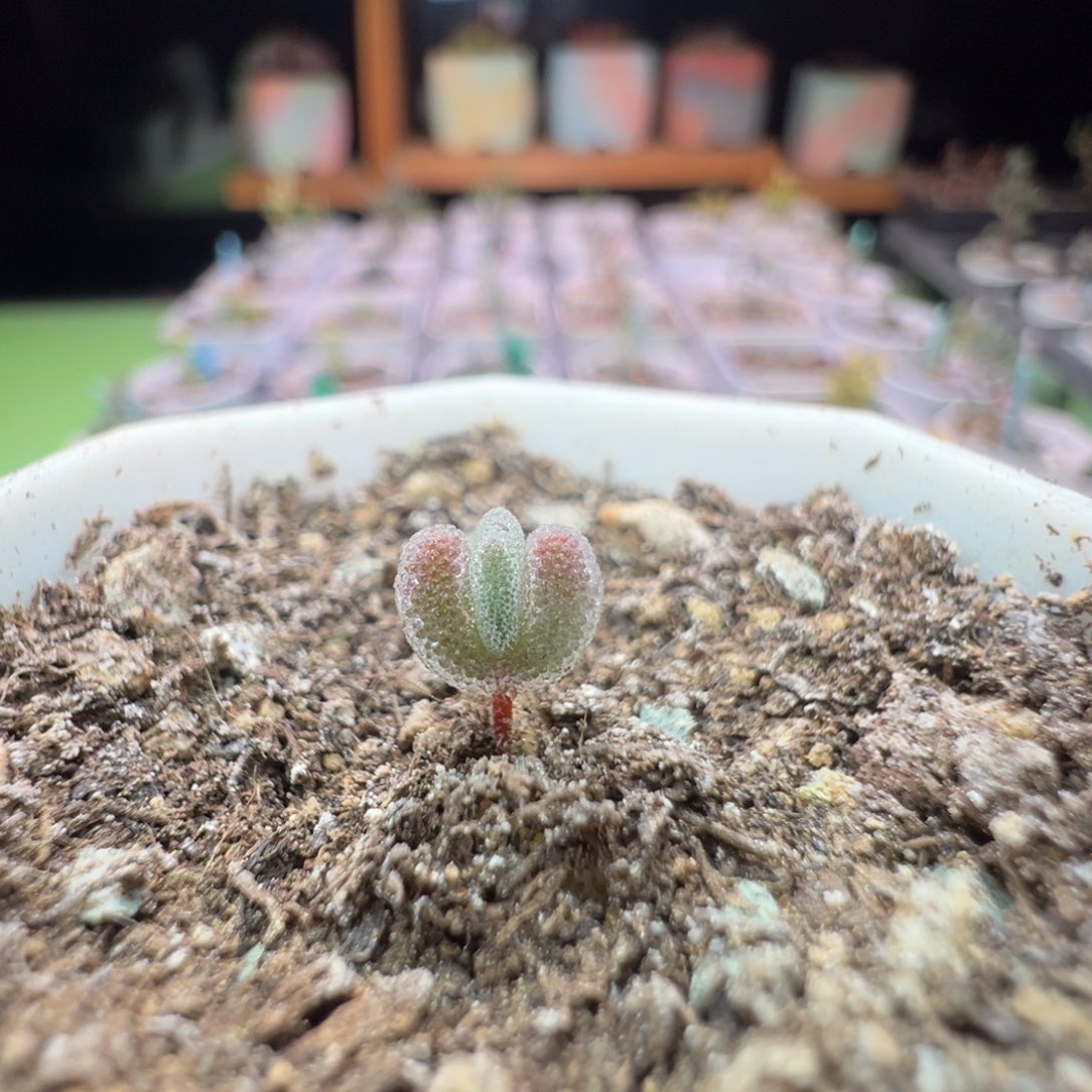 尺寸很小很小，1503实生冰糖雪梨，拍下不退不换