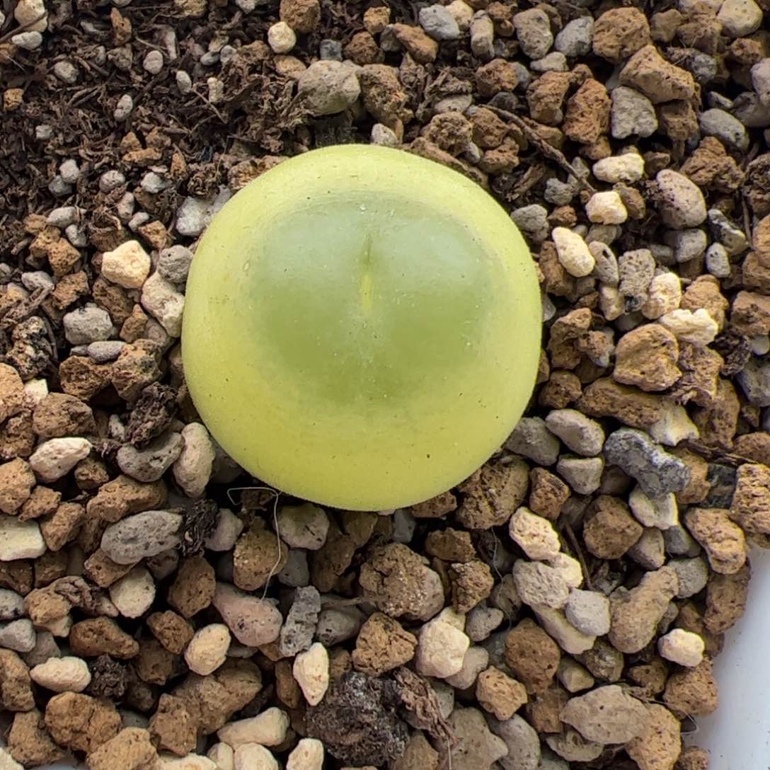 058号 拉登 多肉植物