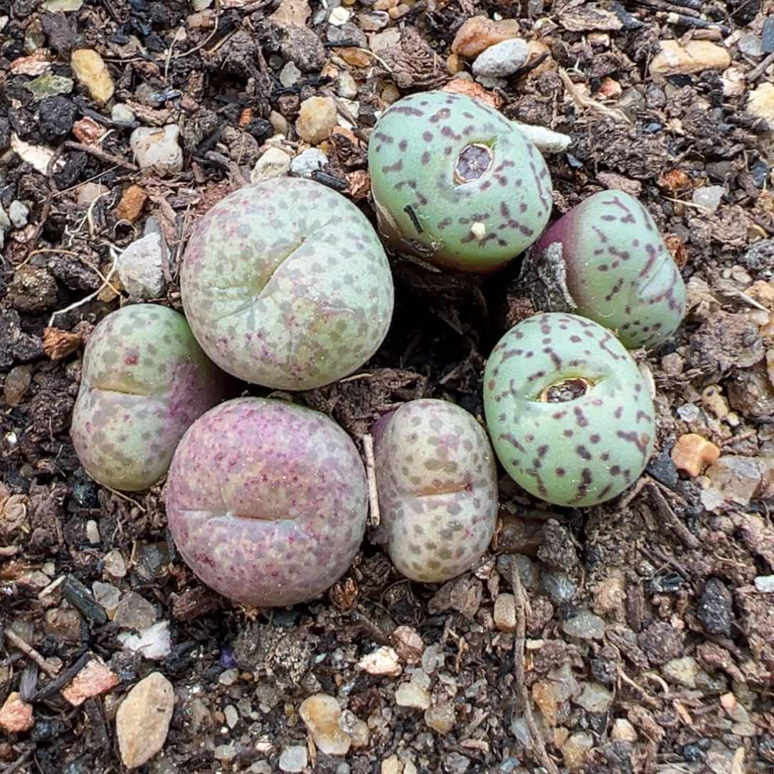 2.23好看的多肉671