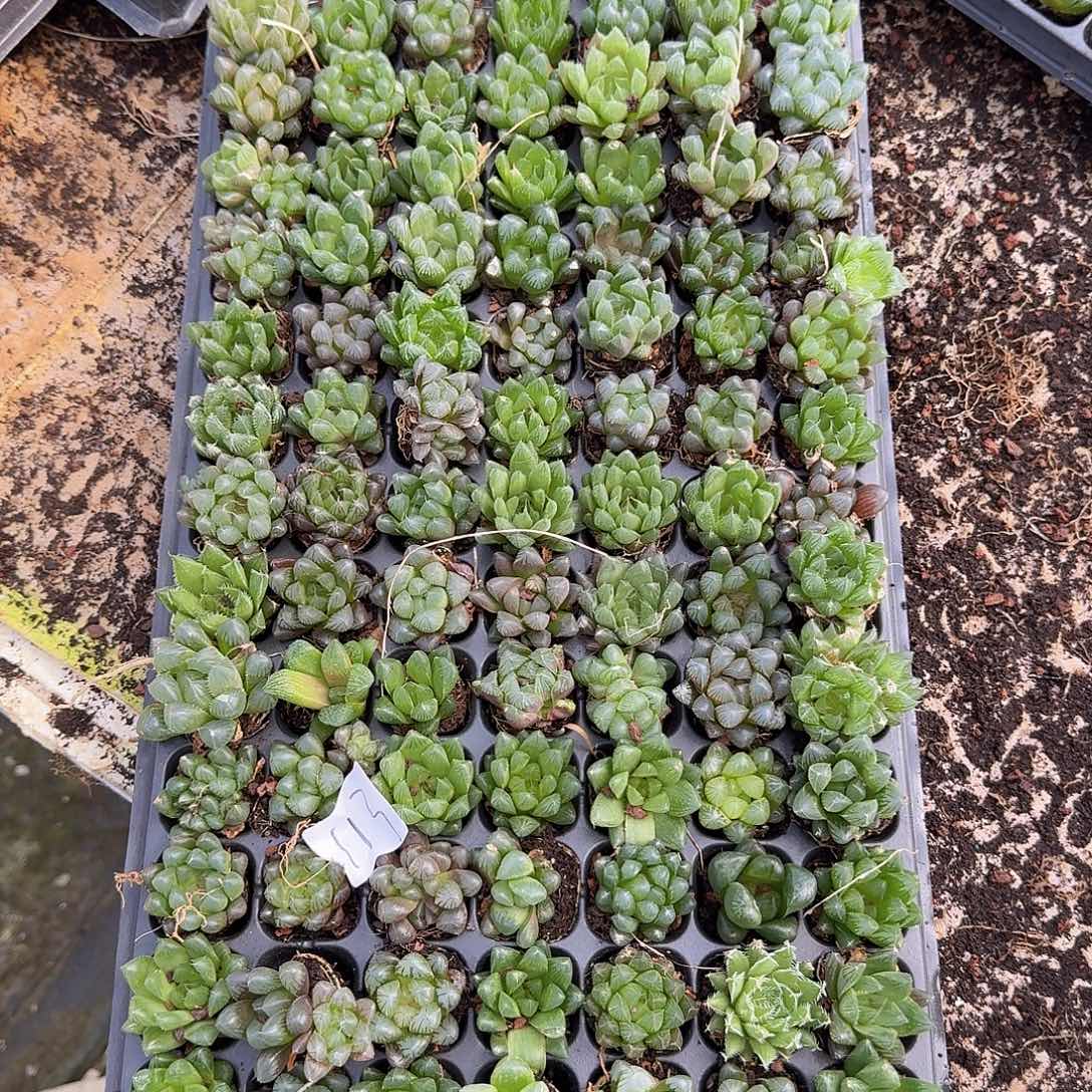 直播福利一物一拍113