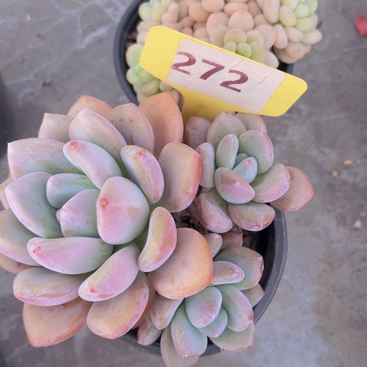 健健康康平平安安