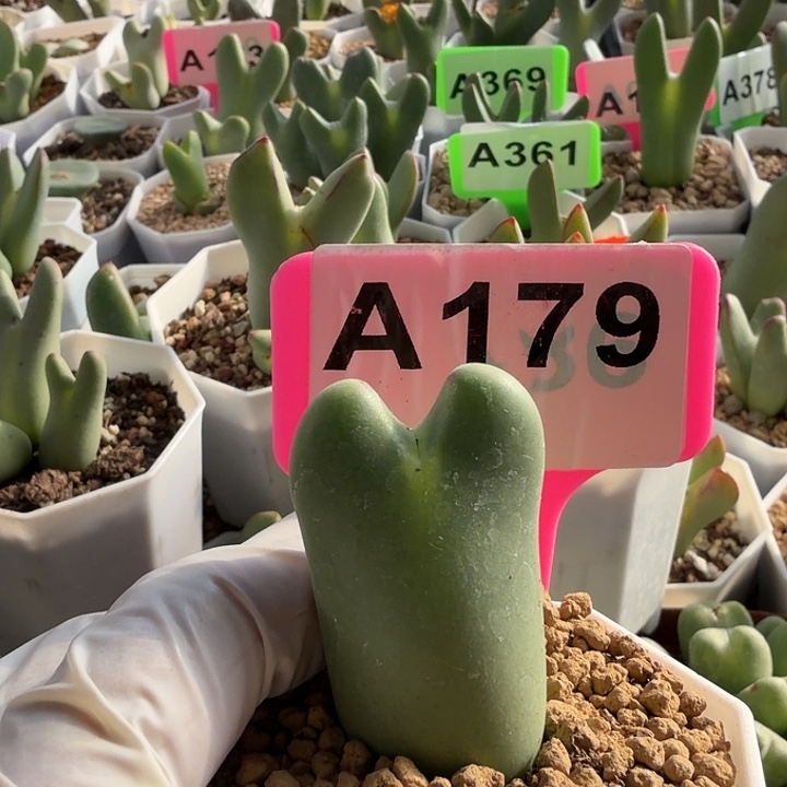 用***9179mmmmmmmmmmmmmmmm