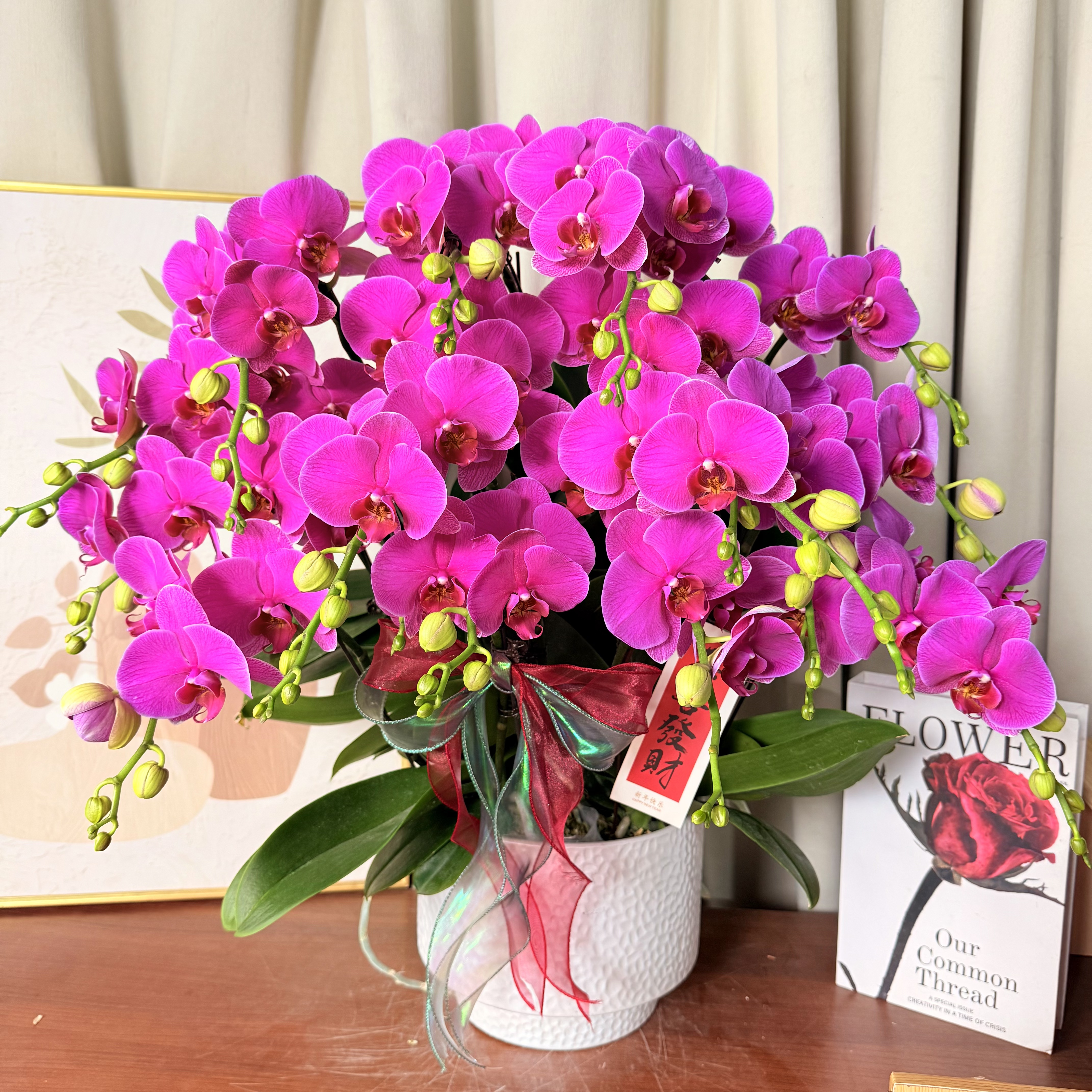 兰花坞蝴蝶蘭《恭喜发财》葡萄紫色花花，年宵爆款，皮实好养