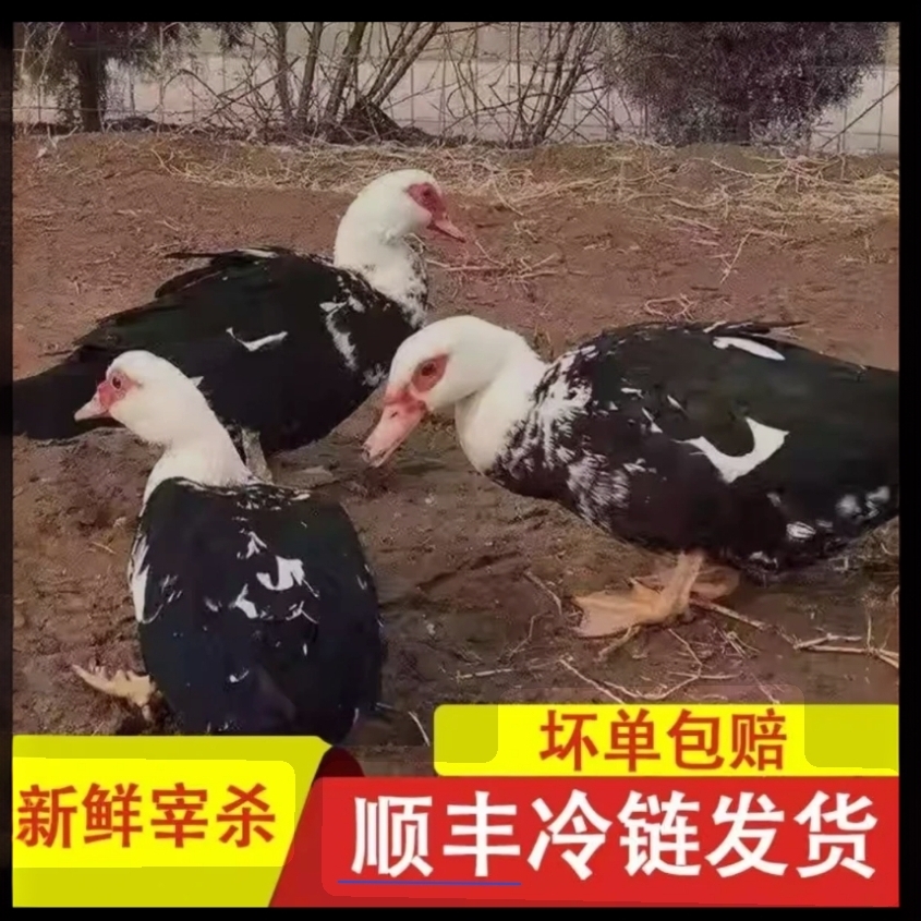 农家放养一只番鸭新鲜宰杀冷冻发货 杀好净重共5斤