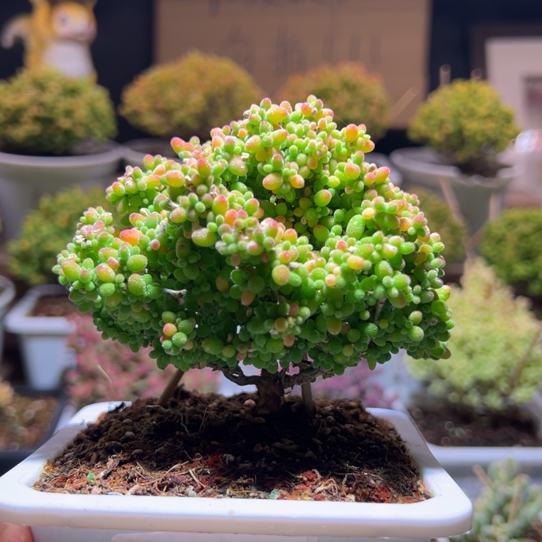 785蜜橘一物一拍包开箱