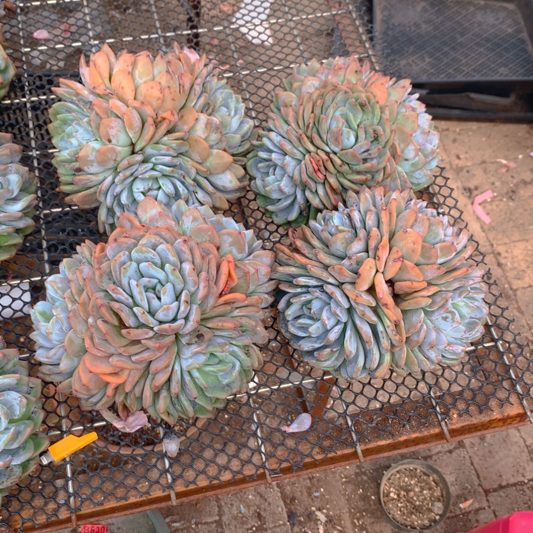 039橙子11111111111