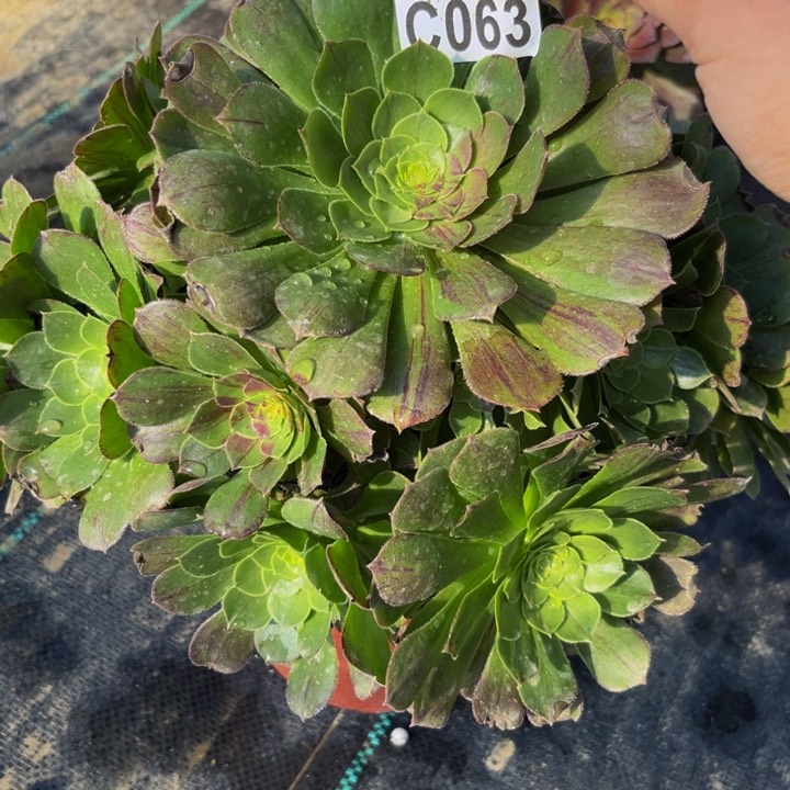 63多肉植物一物一拍