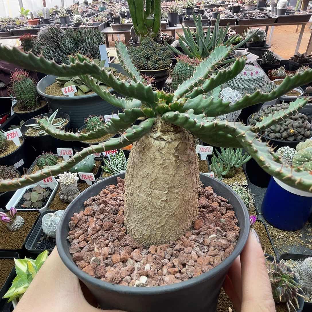 大萝卜飞龙大戟仙人球多肉