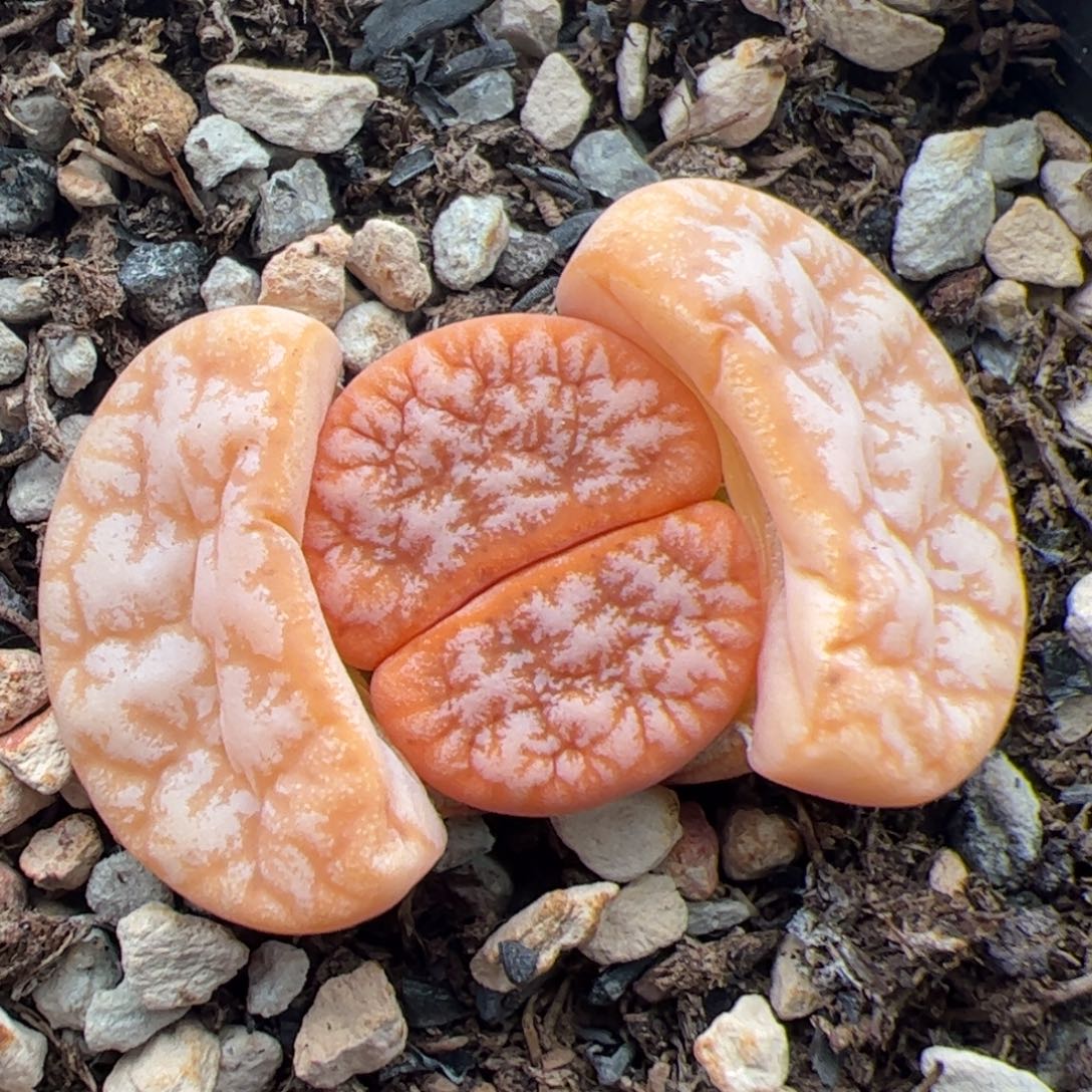 0349号拿铁 多肉植物