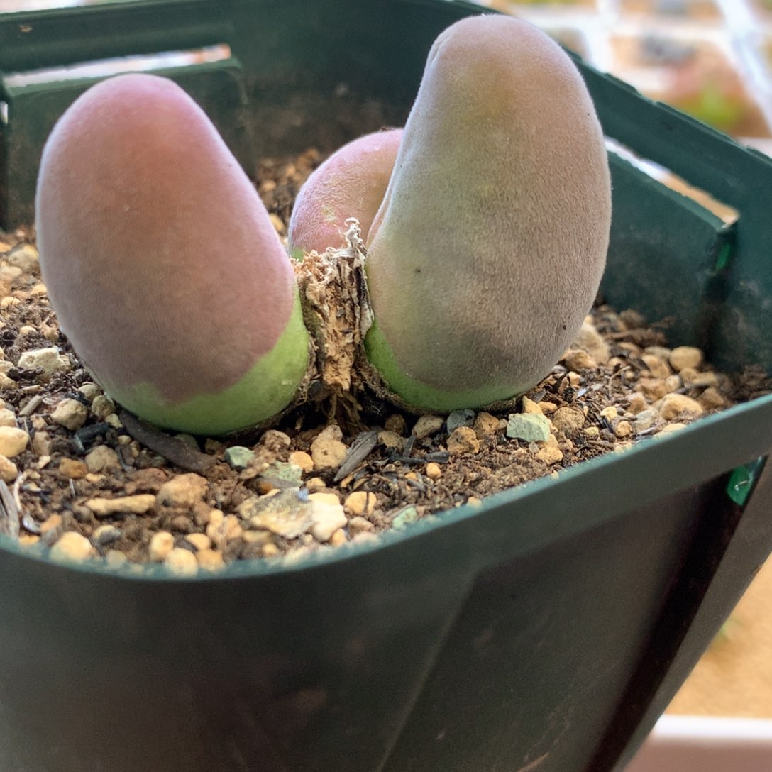 宝辉玉 肉锥植物