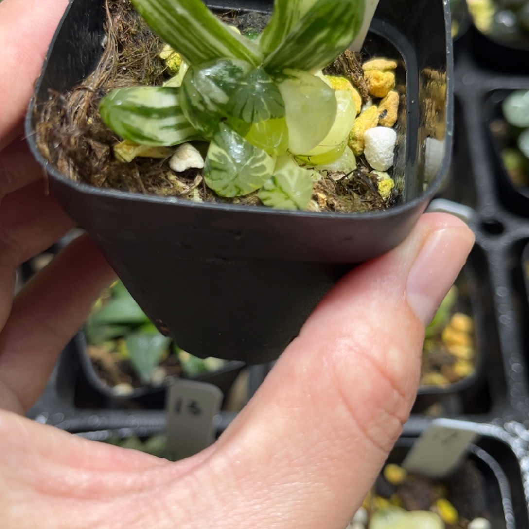 1残雪玉露锦一物一拍