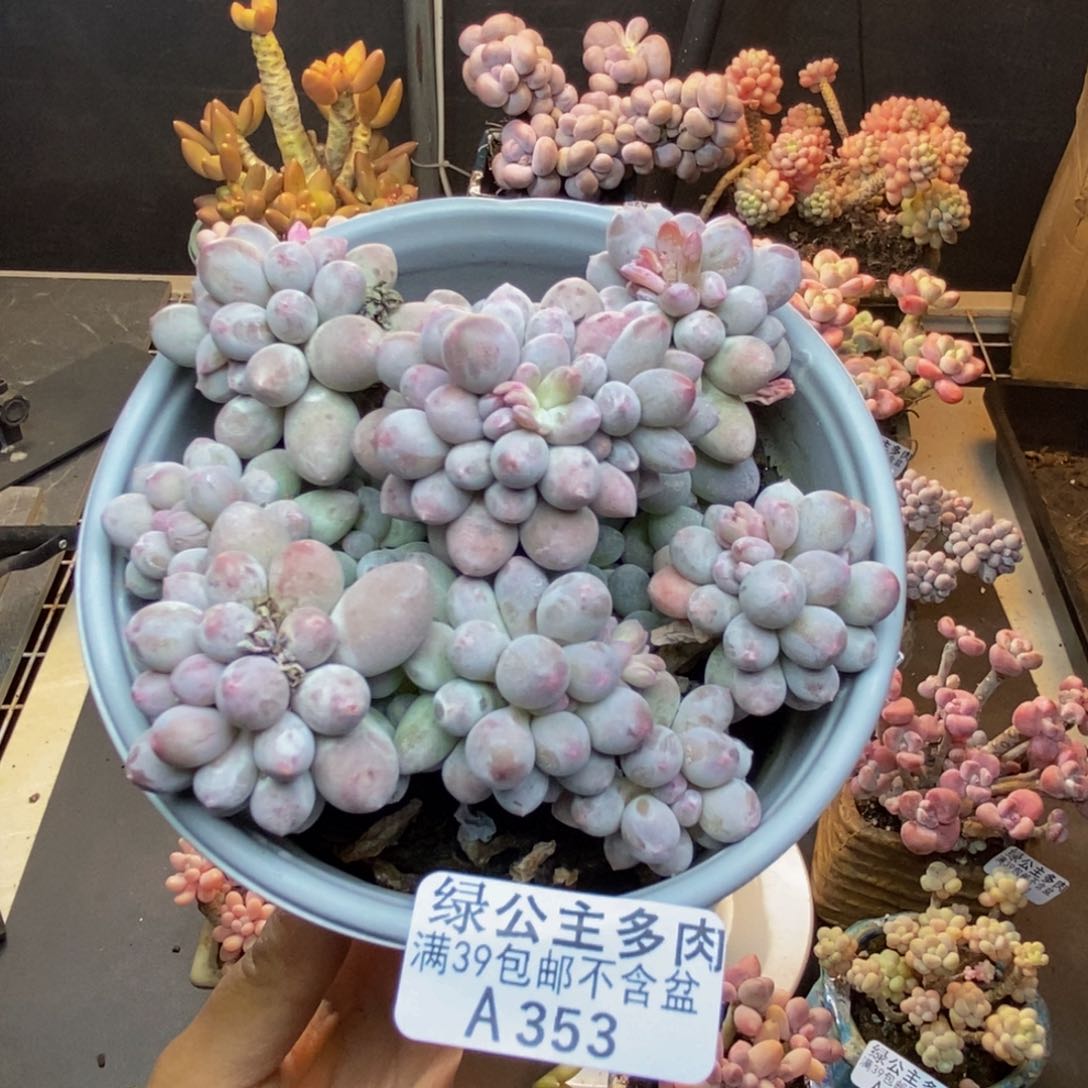 353香水手指奶多肉9c m