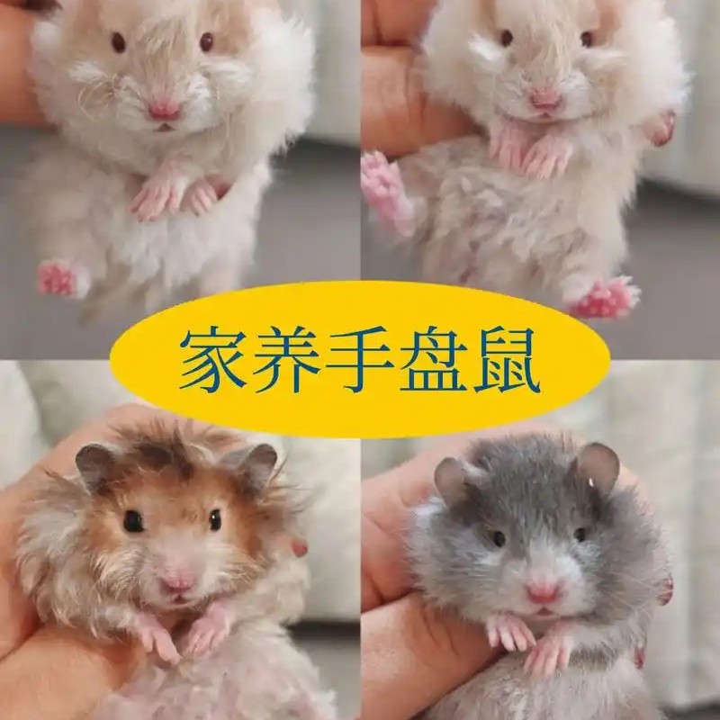 家养可爱温顺易上手的卷毛金丝熊