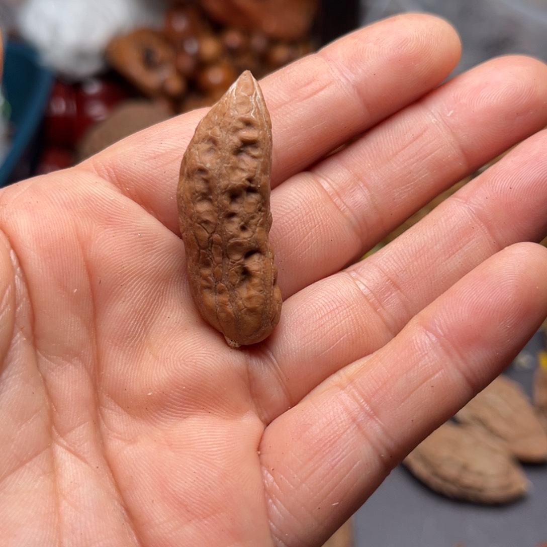 手串文玩核桃核桃7