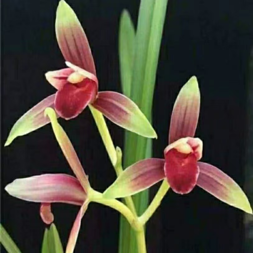 福利奖品国魂秋榜引种苗