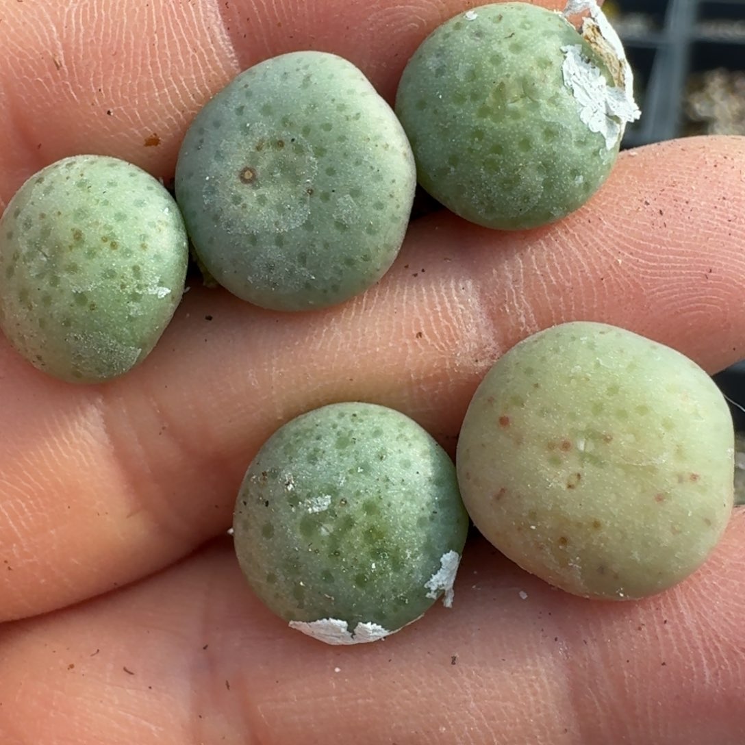 942五颗黄花大饼000000