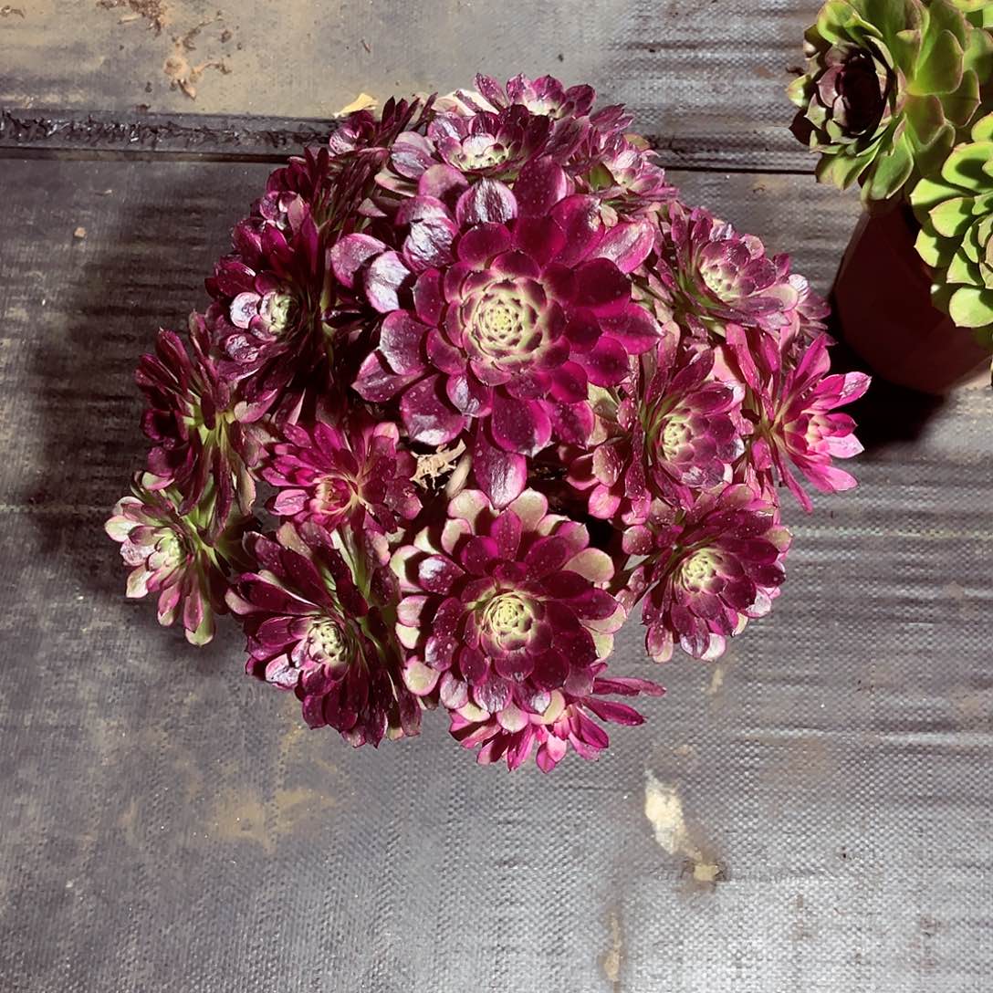 法师多肉漂亮漂亮