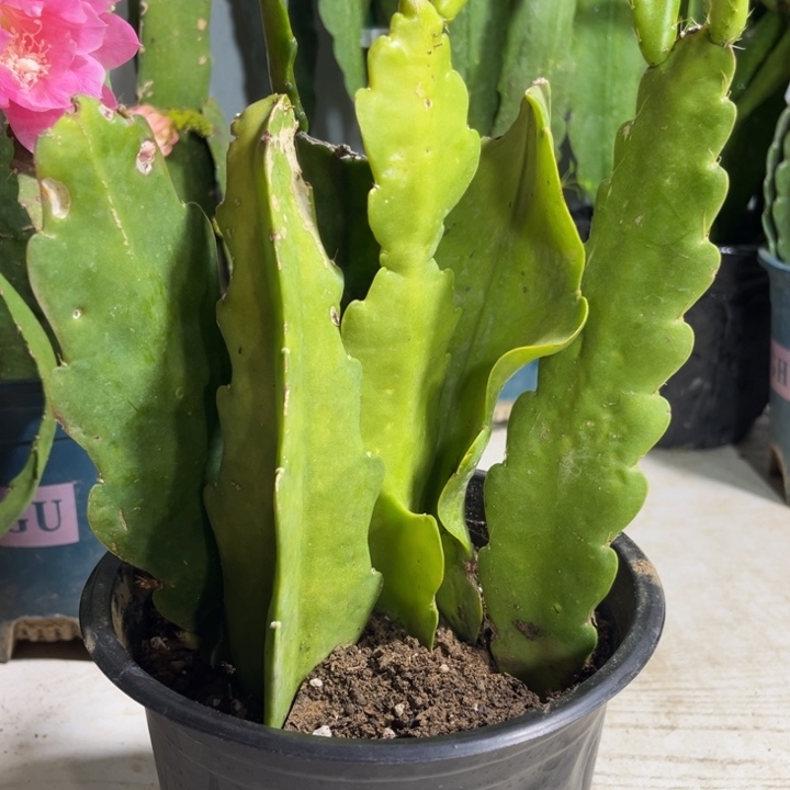 当前无花栽培后可以开花6色寄养送花土