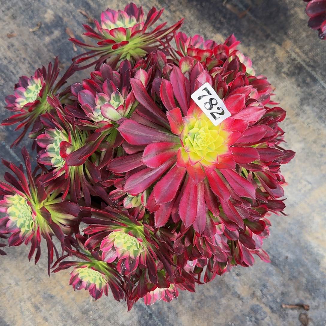 0000782天河多肉植物