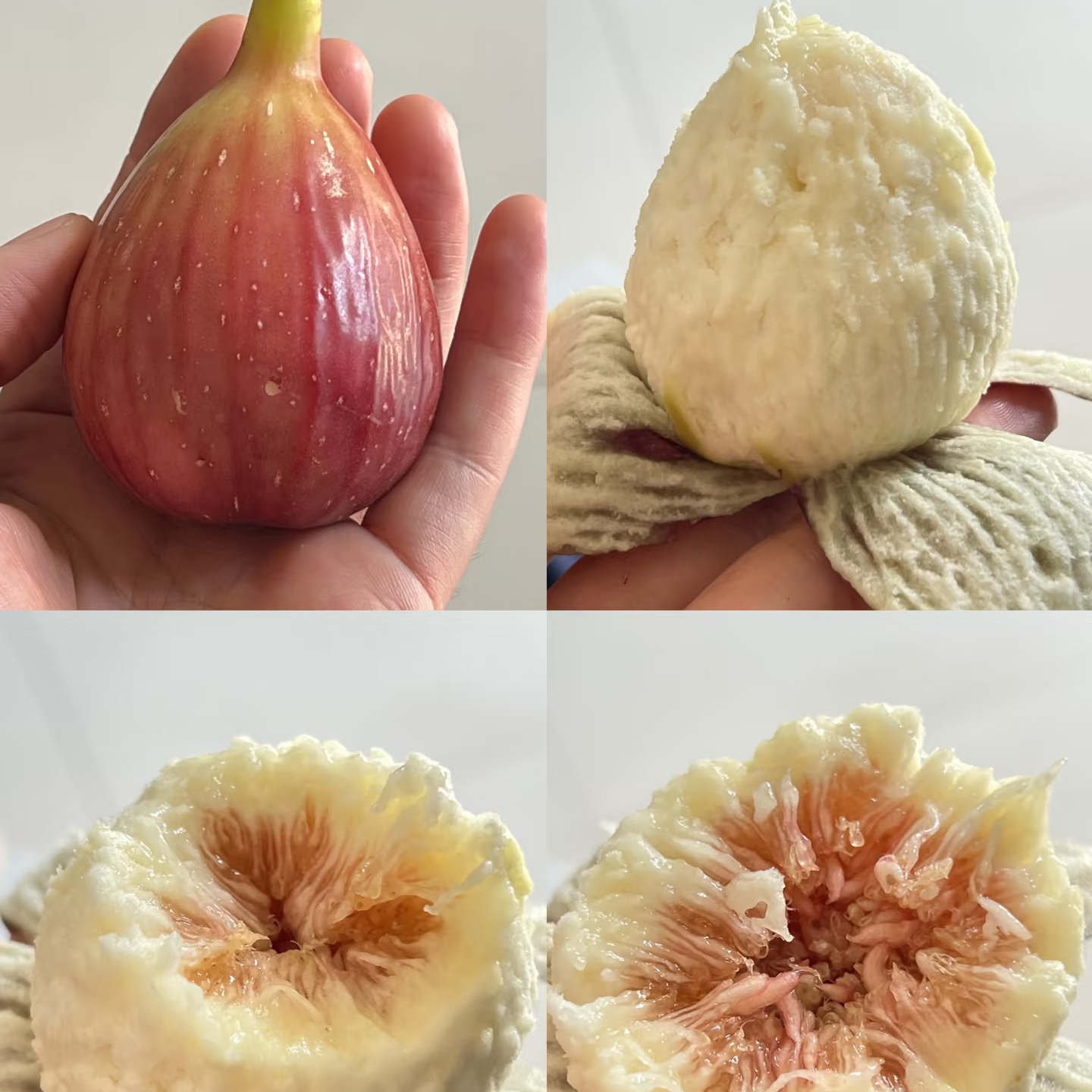 【大芭无花果苗】无花果苗 果苗 源头基地直供 大芭无花果裸根苗