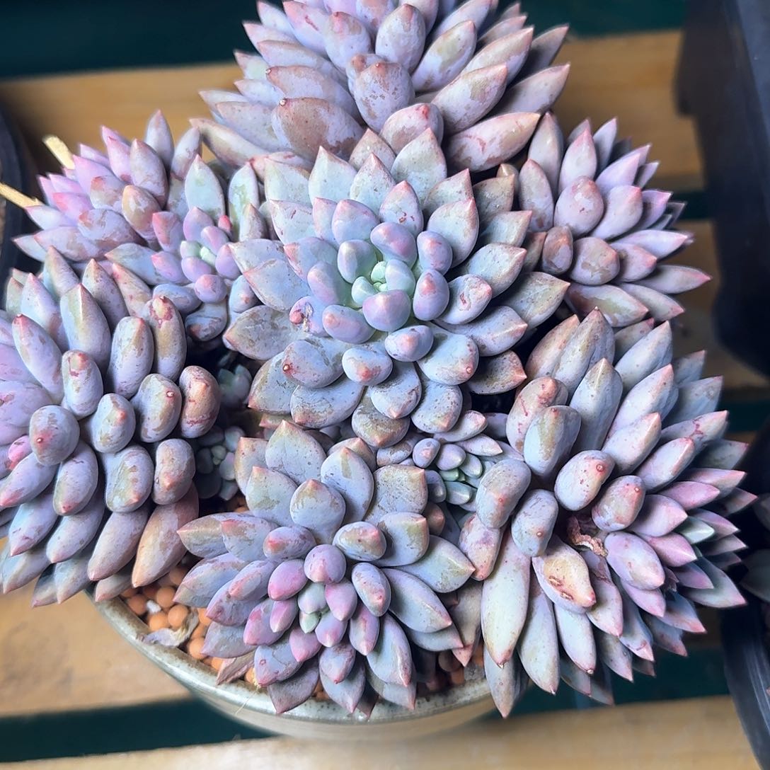 孟***?蓝精灵换卡系