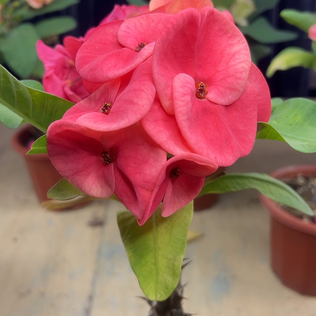 有心泰国大花虎刺梅