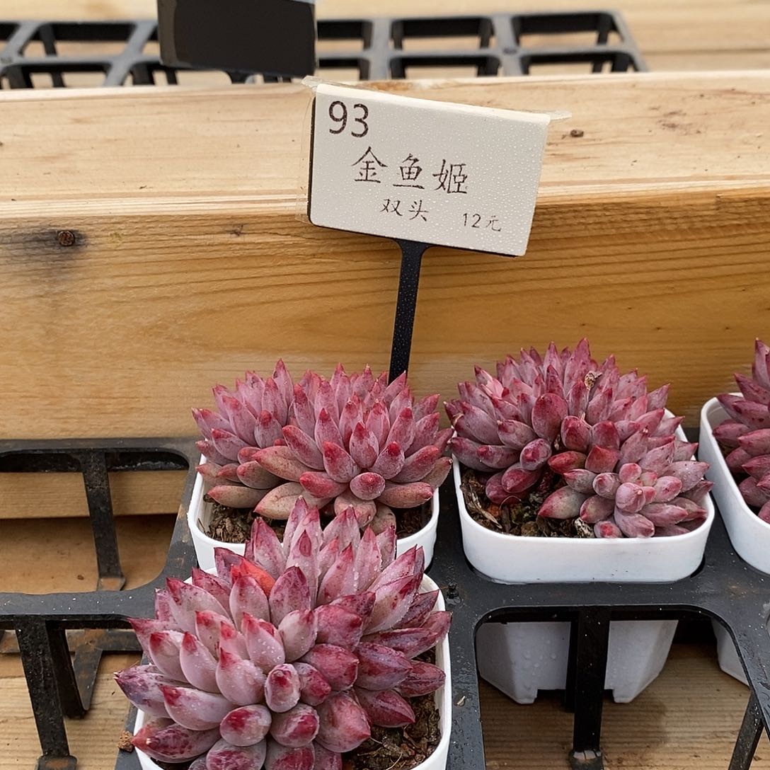 93金鱼姬双头 福利多多