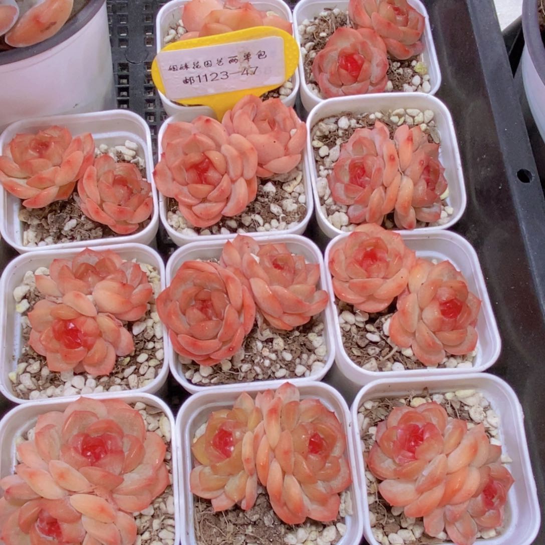 1123-47-精品琴心珍妮双头一个