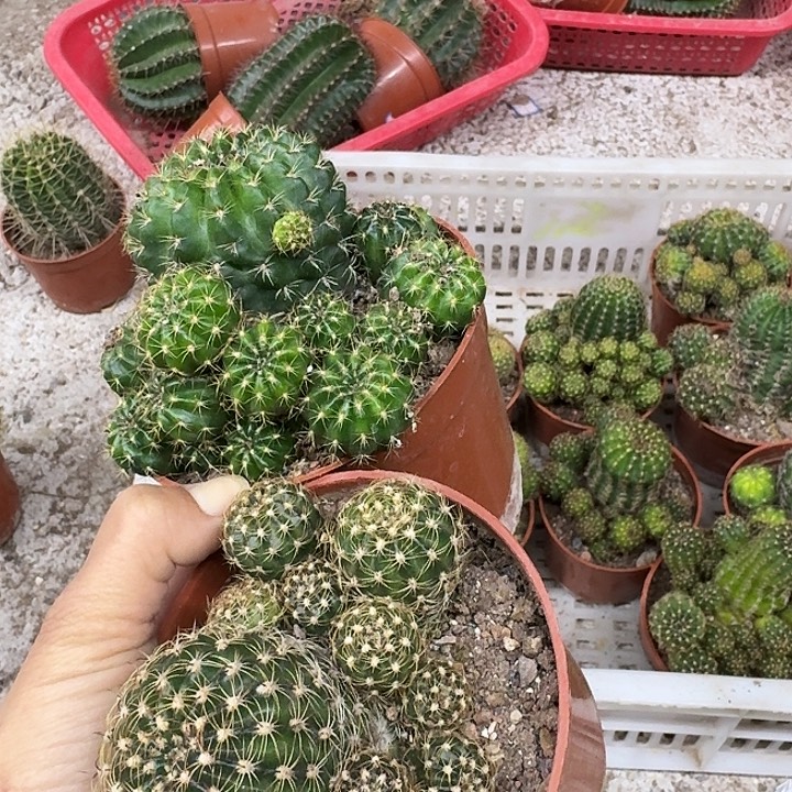 *****无花朵丽花哈哈哈哈哈哈哈哈