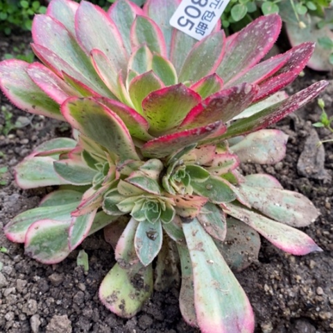 边**枫305黑魔锦满25包邮多肉