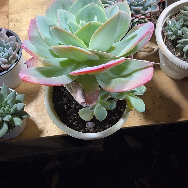 美***美00000000000000000605