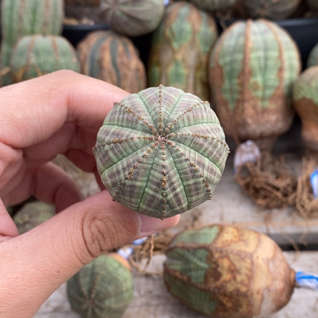 5 欧系实生布纹球多肉植物