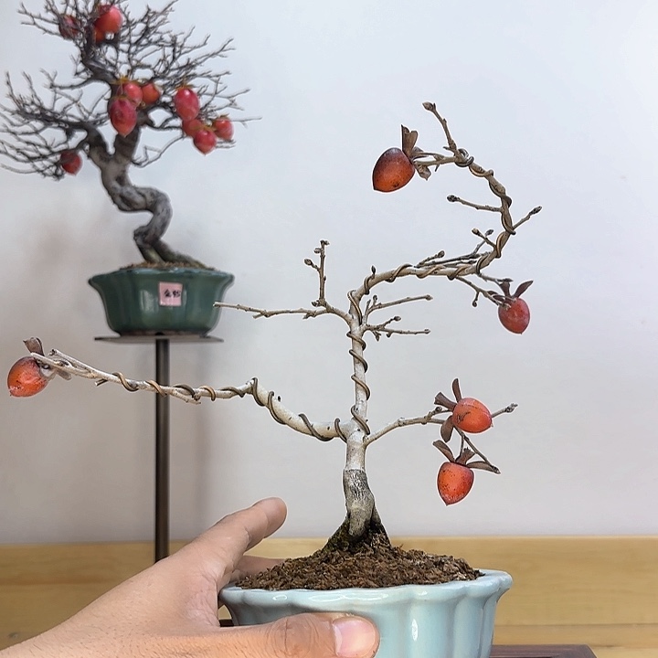 木本花叶老鸦盆栽