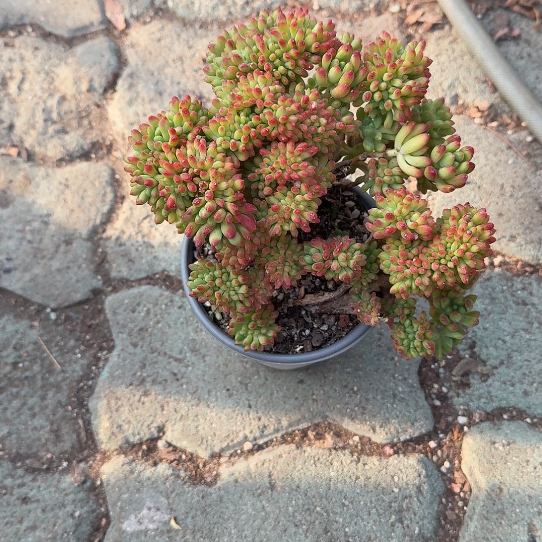 春梦缀化多肉植物