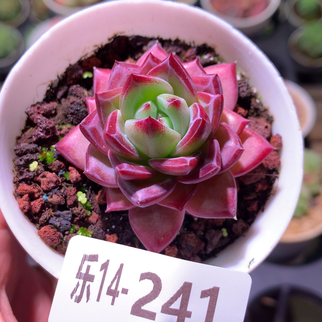 乐然14-241 醉霞单头 