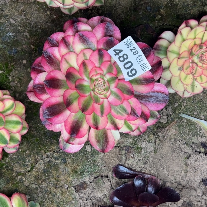 4809南荔枝多肉植物